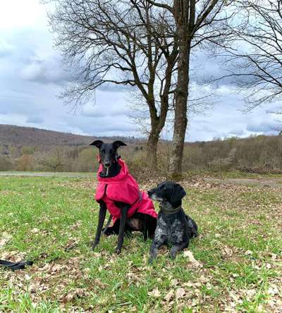 Windhunde - Treffen der besonderen Schönheiten
HERZLICH WILLKOMMEN-Beitrag-Bild