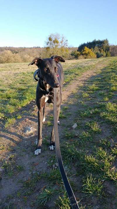 Windhunde - Treffen der besonderen Schönheiten
HERZLICH WILLKOMMEN-Beitrag-Bild