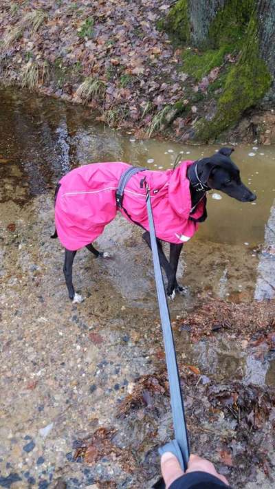 Windhunde - Treffen der besonderen Schönheiten
HERZLICH WILLKOMMEN-Beitrag-Bild