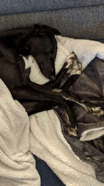 Windhunde - Treffen der besonderen Schönheiten
HERZLICH WILLKOMMEN-Beitrag-Bild