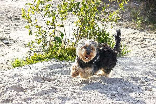 Dogorama Photo Challenge - Fail/Outtakes-Beitrag-Bild