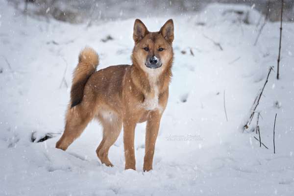 Akita Inu/American Akita (Mix) halter.-Beitrag-Bild