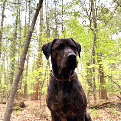 Hundetreffen-Hundekumpels gesucht! 🐶-Bild