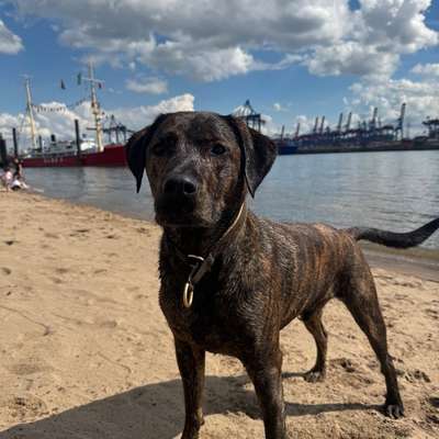 Hundetreffen-Gassi-Runden / Play-Dates-Bild