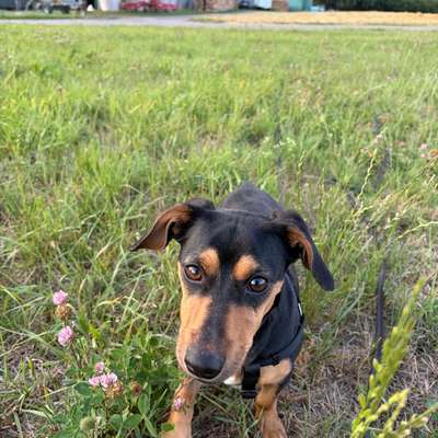Hundetreffen-Koda sucht Gassi-Freunde-Bild
