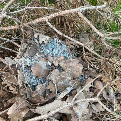 Giftköder-Blaues Granulat, Nagergift oder Dünger-Bild