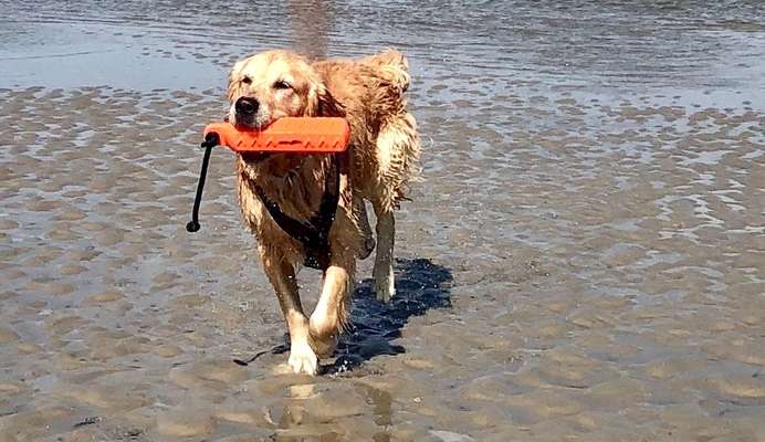 Die Dogorama Kalender Challenge Titelbild-Beitrag-Bild