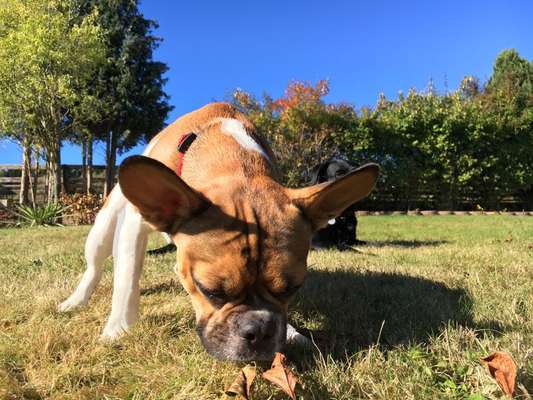 Hundetreffen-franz. Bulli -Treffen-Bild