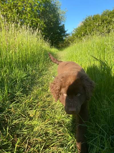 Die Dogorama Monats Challenge "Es grünt und blüht"-Beitrag-Bild