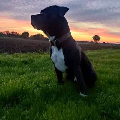 Hundetreffen-Feld runden-Bild