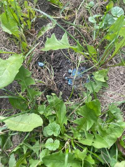 Giftköder-Schneckenkorn-Bild