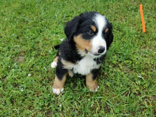 Berner Sennen-Beitrag-Bild