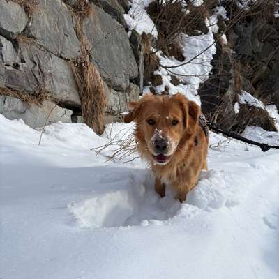 Hundetreffen-Hundebegegnungstraining/ Spaziergang Hall in Tirol-Bild