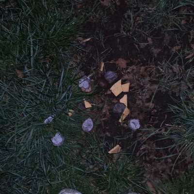 Giftköder-Giftköder Käse Schokolade Tabletten-Bild