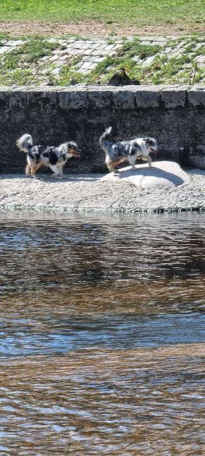 Bester Freund, Hundekumpel - zeigt her!-Beitrag-Bild