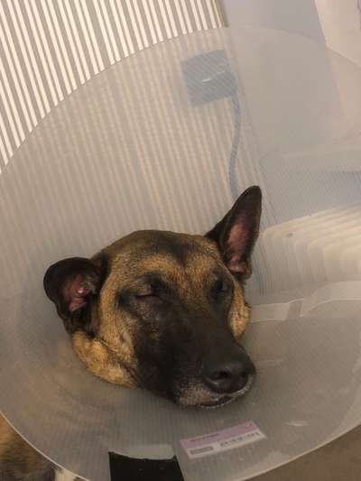 Schuhe/Socken für empfindliche Pfoten-Beitrag-Bild