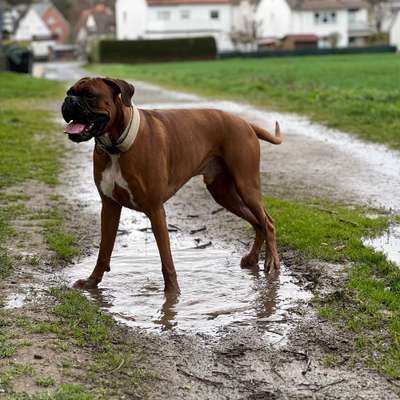 Hundetreffen-Deutscher Boxer sucht neue Spielkameraden-Bild