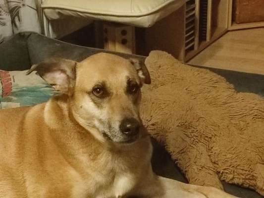 TierschutzhundeStammtisch🐕-Beitrag-Bild