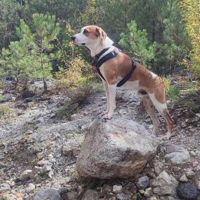 Füttern mit trockenfutter-Beitrag-Bild