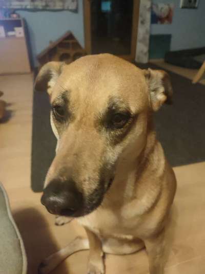 TierschutzhundeStammtisch🐕-Beitrag-Bild