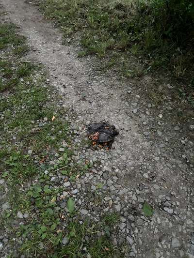 Giftköder-Tote Schildkröte-Bild