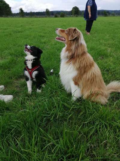 Australian Shepherd Freunde/innen-Beitrag-Bild