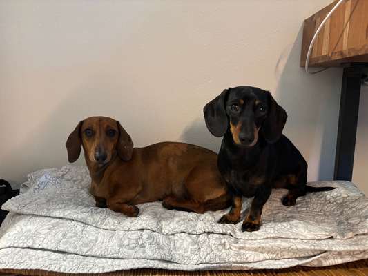 Hundetreffen-Trainingspartner für Sozialisierung gesucht-Bild