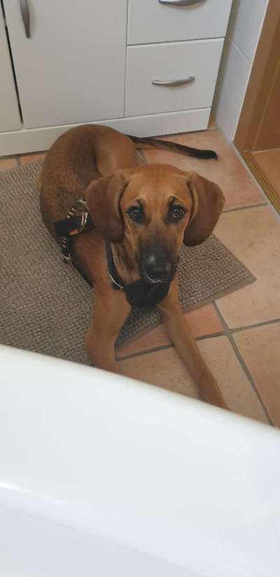 Hundetreffen-Spielgefährten für Sunny-Bild