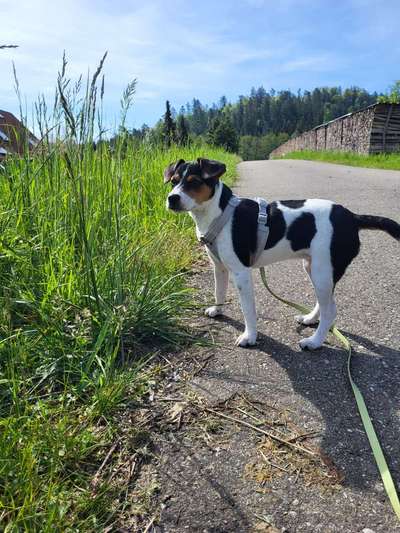 Hundetreffen-Spielen und Gassi gehen-Bild