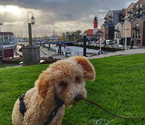 Deutsche Doggen Welpen-Beitrag-Bild