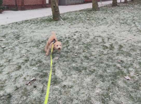 Alles rund um den Pudel-Beitrag-Bild