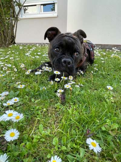 Olde English Bulldogge-Beitrag-Bild