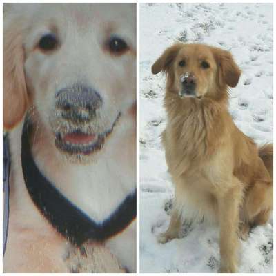 Wo sind die Golden Retriever Liebhaber?-Beitrag-Bild