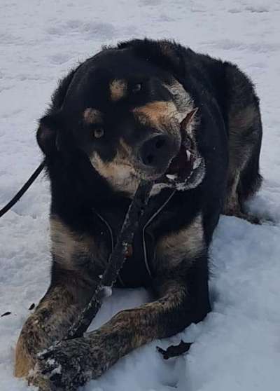 Kangal Fans ! ! ! !-Beitrag-Bild