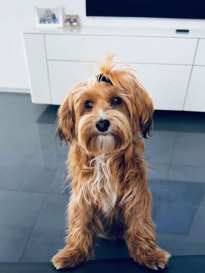 Havaneser-Beitrag-Bild