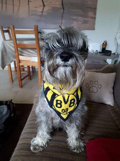 Die Dogorama Wochen Challenge-Beitrag-Bild