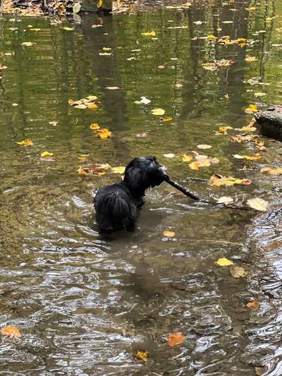 Fotosammlung: ,,Der natürliche Hund" Unbearbeitet, ungestellt und in Natura-Beitrag-Bild