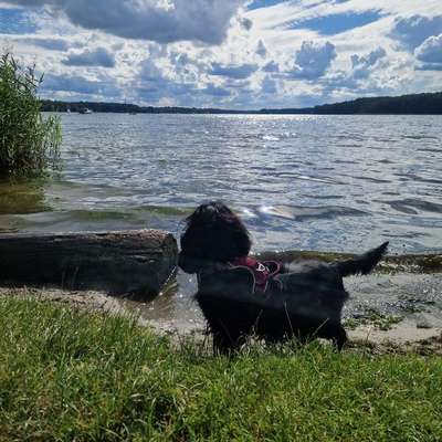 Hundetreffen-Gemeinsamer Cocker Spaziergang-Bild