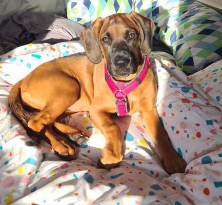 Dogorama Photo Challenge - Portrait-Beitrag-Bild