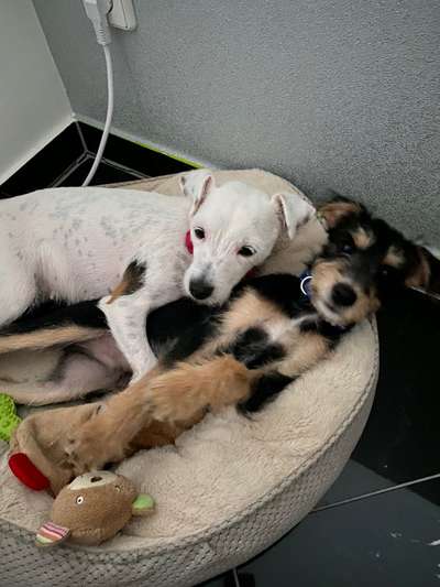 Jack Russel-Beitrag-Bild