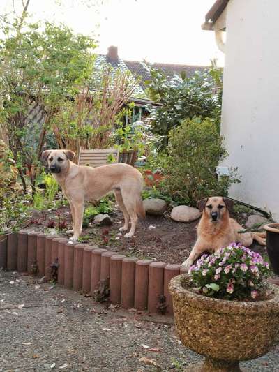 BIG LOVE :) mit 2 Hunden❣️-Beitrag-Bild