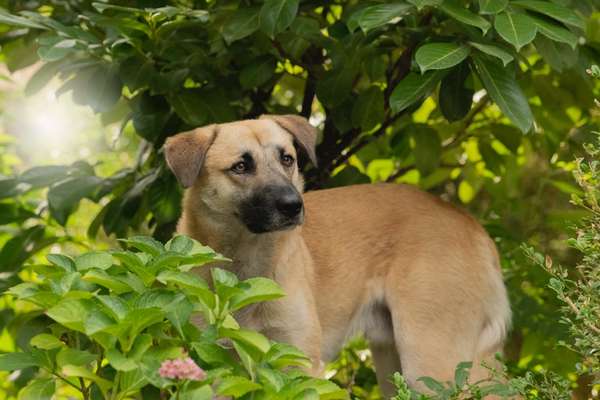 Tierschutzhunde suchen ein Zuhause-Beitrag-Bild