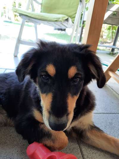 Mischlinge raten - Rätselspaß-Beitrag-Bild