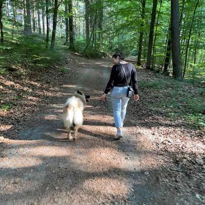 Hundetreffen-Gassi/Spiel oder Trainingstreffen-Profilbild