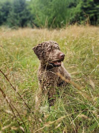 Hundetreffen-Spielgefährte gesucht :)-Bild