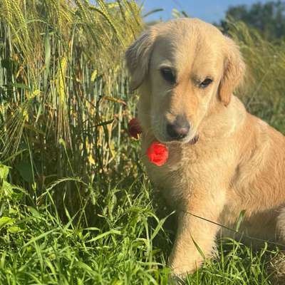 Hundetreffen-Spiel, Walk’s und Training mit Lilly-Bild