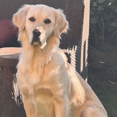 Hundetreffen-Spiel, Walk’s und Training mit Lilly-Bild