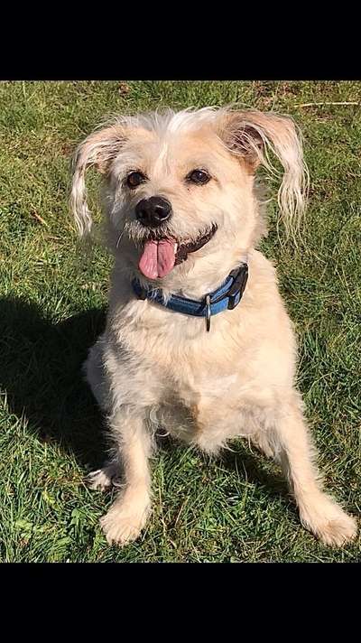 Die Dogorama Kalender Challenge Teil 3/4-Beitrag-Bild