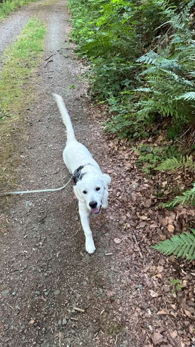 Hundetreffen-Gemeinsames Spielen, Üben und Spazieren-Bild