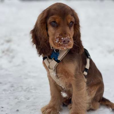 Hundetreffen-Spielrunde Cocker Welpen-Bild